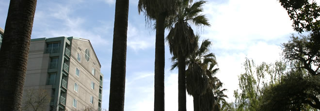 palmtrees.jpg